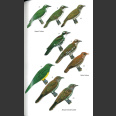 Field Guide to Birds of Senegal and The Gambia: Second Edition - Nik Borrow & Ron Demey 2023