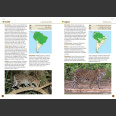 A Field Guide to the Larger Mammals of South America - Richard Webb and Jeff Blincow 2024