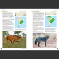 A Field Guide to the Larger Mammals of South America - Richard Webb and Jeff Blincow 2024