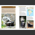 A Field Guide to the Larger Mammals of South America - Richard Webb and Jeff Blincow 2024