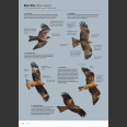 ID Handbook of European Birds - 2 osainen (Nils van Duivendijk, 2024)