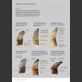 ID Handbook of European Birds - 2 osainen (Nils van Duivendijk, 2024)